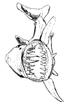 A coloring page of sea animal